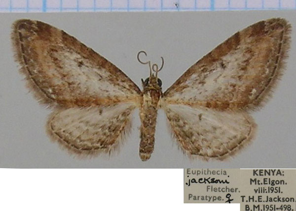 /filer/webapps/moths/media/images/J/jacksoni_Eupithecia_PTF_BMNH_02.jpg
