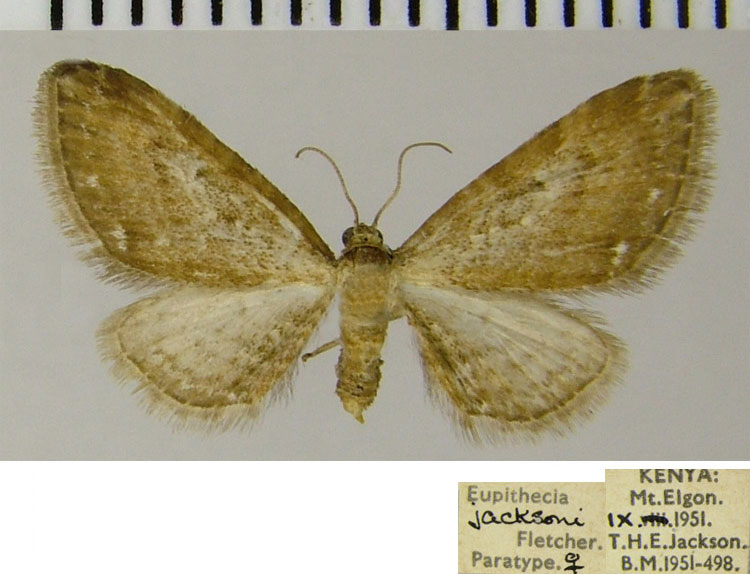 /filer/webapps/moths/media/images/J/jacksoni_Eupithecia_PTF_ZSM.jpg