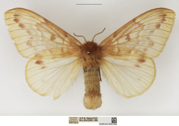 /filer/webapps/moths/media/images/J/jacksoni_Lechriolepis_AF_NHMUK_01.jpg