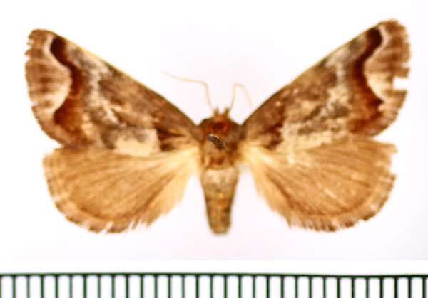 /filer/webapps/moths/media/images/J/jacksoni_Macroplectra_AM_BMNH.jpg