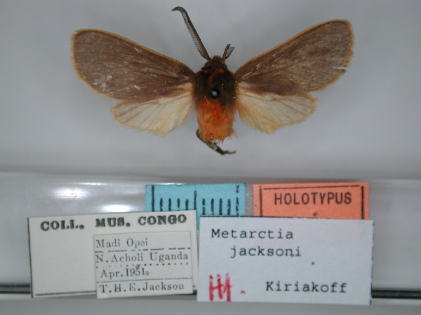 /filer/webapps/moths/media/images/J/jacksoni_Metarctia_HT_RMCA_01.jpg