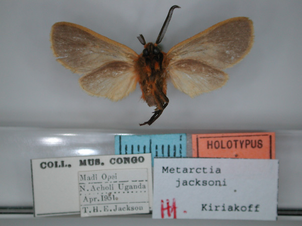 /filer/webapps/moths/media/images/J/jacksoni_Metarctia_HT_RMCA_02.jpg