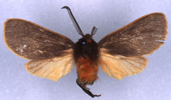 /filer/webapps/moths/media/images/J/jacksoni_Metarctia_HT_RMCA_03.jpg