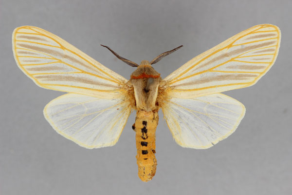 /filer/webapps/moths/media/images/J/jacksoni_Radiarctia_A_BMNH.jpg
