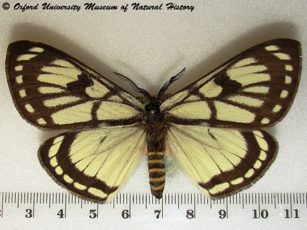 /filer/webapps/moths/media/images/J/jacksoni_Sabalia_A_OUMNH_02.jpg