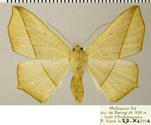 /filer/webapps/moths/media/images/J/jacobi_Psilocerea_AF_ZSM.jpg