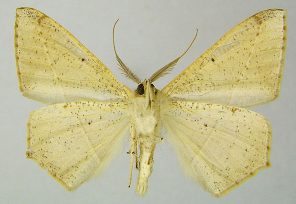 /filer/webapps/moths/media/images/J/jacobi_Psilocerea_AM_ZSMb.jpg