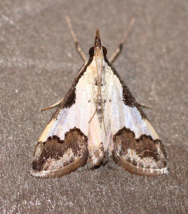 /filer/webapps/moths/media/images/J/jacobsalis_Autocharis_A_Heyns.jpg