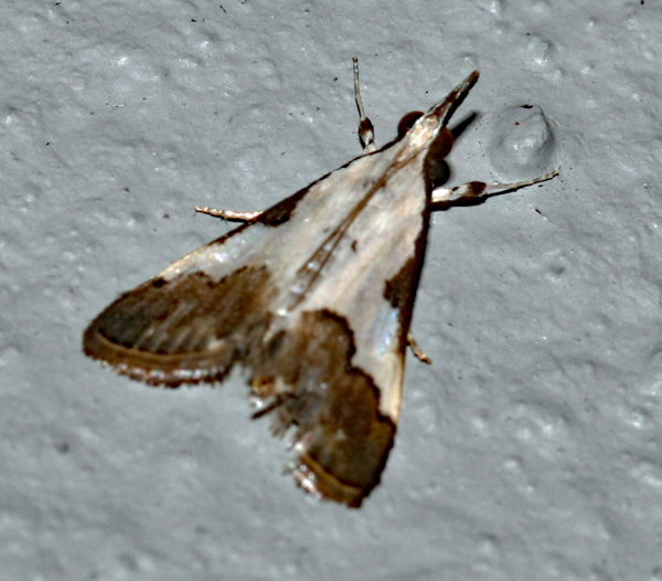 /filer/webapps/moths/media/images/J/jacobsalis_Autocharis_A_Roland_01.jpg