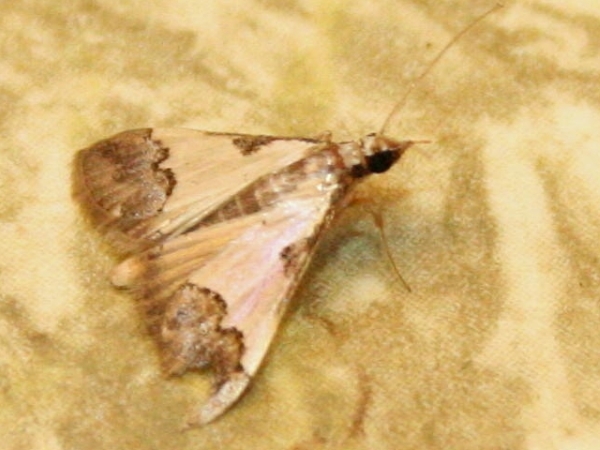 /filer/webapps/moths/media/images/J/jacobsalis_Autocharis_A_Sydes.jpg