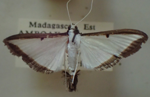 /filer/webapps/moths/media/images/J/jacobsalis_Palpita_A_PZBT.jpg