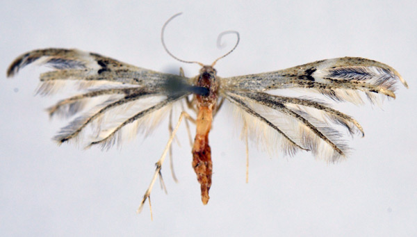 /filer/webapps/moths/media/images/J/jaechi_Pselnophorus_A_NHMO.jpg