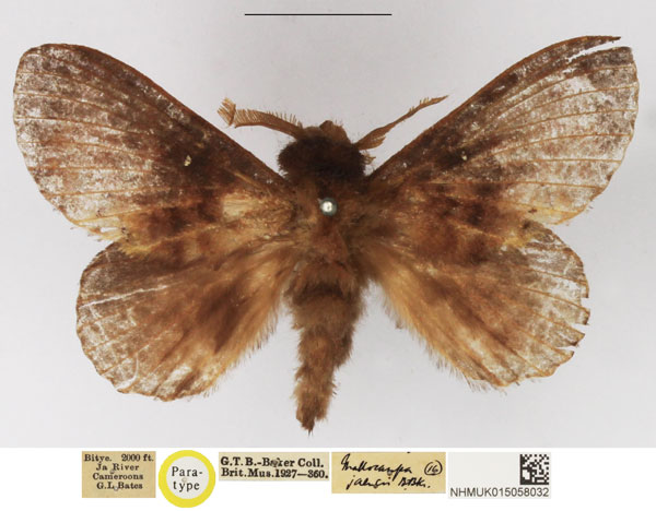 /filer/webapps/moths/media/images/J/jaensis_Mallocampa_PTM_NHMUK.jpg