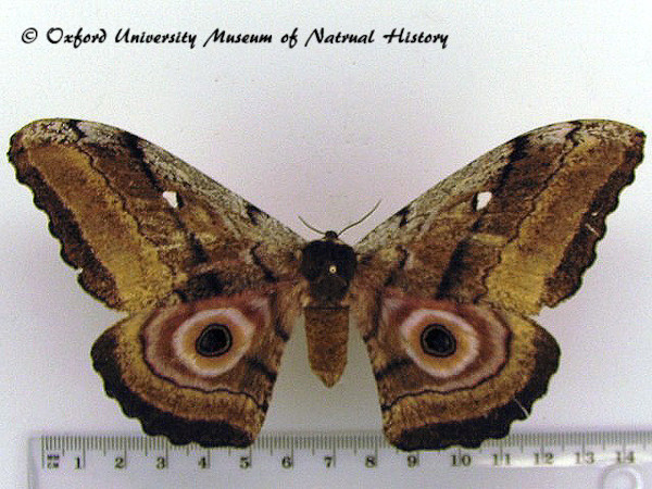 /filer/webapps/moths/media/images/J/jama_Gynanisa_AF_OUMNH_02.jpg