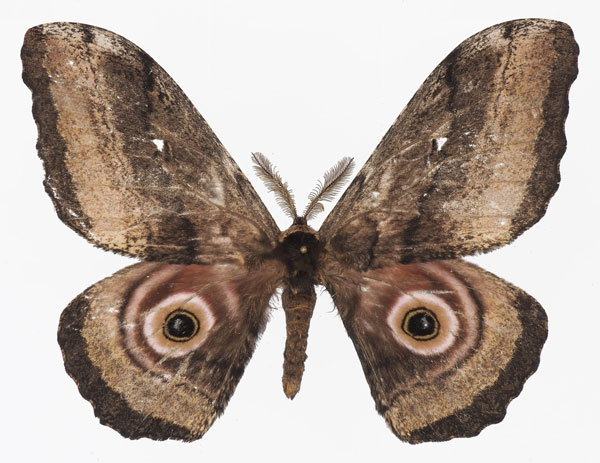 /filer/webapps/moths/media/images/J/jama_Gynanisa_AM_Basquina.jpg