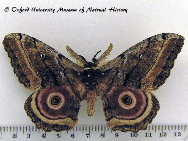 /filer/webapps/moths/media/images/J/jama_Gynanisa_AM_OUMNH_01.jpg