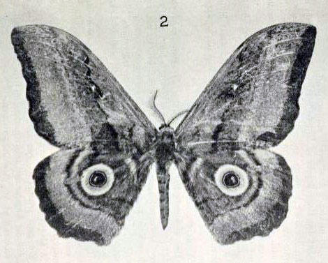 /filer/webapps/moths/media/images/J/jama_Gynanisa_HT_Rebel_1915_2.jpg