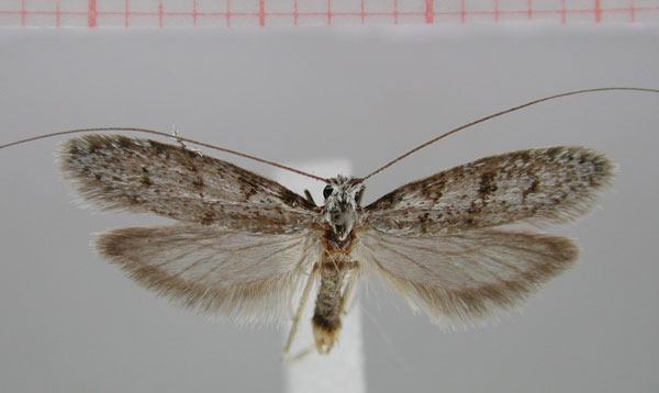 /filer/webapps/moths/media/images/J/jamaka_Ceromitia_HT_TMSA.jpg