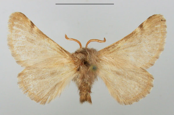 /filer/webapps/moths/media/images/J/jamaka_Chondrostegoides_AF_TMSA.jpg