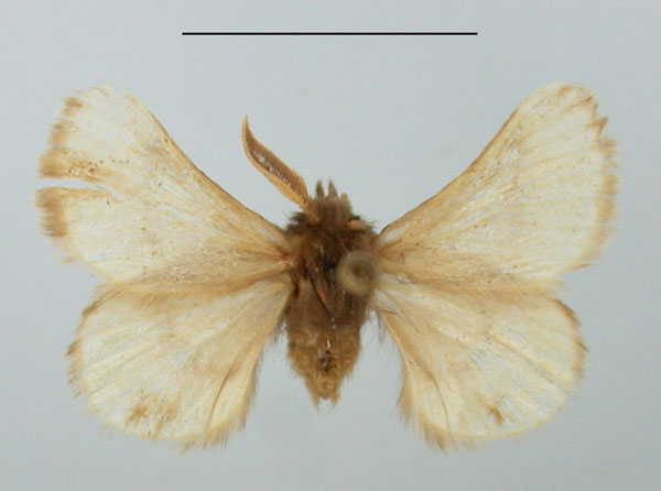 /filer/webapps/moths/media/images/J/jamaka_Chondrostegoides_AM_TMSA.jpg