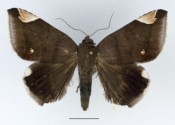 /filer/webapps/moths/media/images/J/jamesoni_Achaea_AM_Basquin.jpg