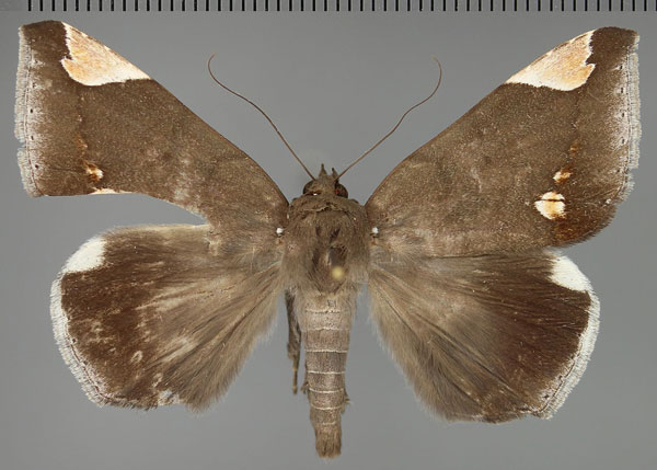 /filer/webapps/moths/media/images/J/jamesoni_Achaea_AM_Fiebig.jpg