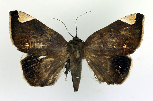 /filer/webapps/moths/media/images/J/jamesoni_Achaea_A_Legrain.jpg