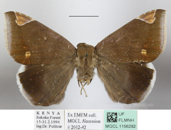 /filer/webapps/moths/media/images/J/jamesoni_Achaea_A_MGCLa_01.JPG