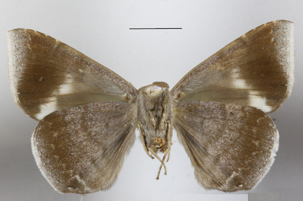 /filer/webapps/moths/media/images/J/jamesoni_Achaea_A_MGCLb_01.JPG