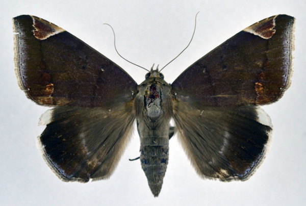 /filer/webapps/moths/media/images/J/jamesoni_Achaea_A_NHMO.jpg