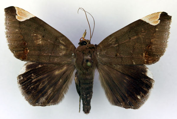 /filer/webapps/moths/media/images/J/jamesoni_Achaea_A_RMCA.jpg