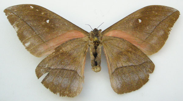 /filer/webapps/moths/media/images/J/jamesoni_Bunaea_HT_NHMUKb.jpg