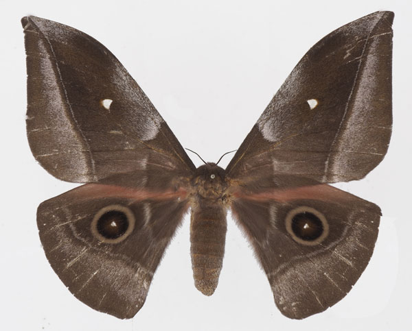 /filer/webapps/moths/media/images/J/jamesoni_Gonimbrasia_AF_Basquin.jpg