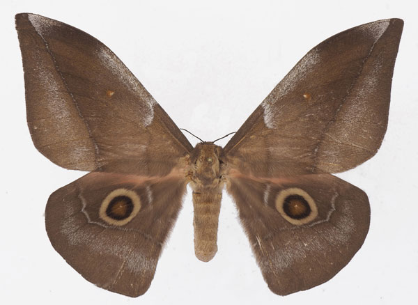 /filer/webapps/moths/media/images/J/jamesoni_Gonimbrasia_AF_Basquin_01.jpg