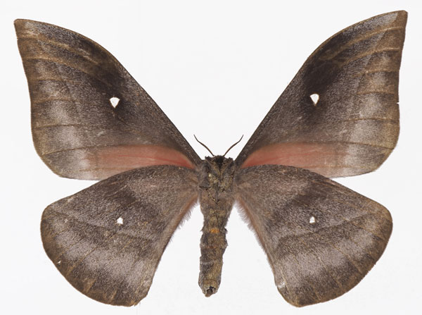 /filer/webapps/moths/media/images/J/jamesoni_Gonimbrasia_AF_Basquinb.jpg