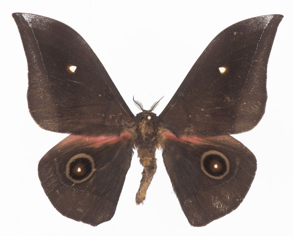 /filer/webapps/moths/media/images/J/jamesoni_Gonimbrasia_AM_Basquin.jpg
