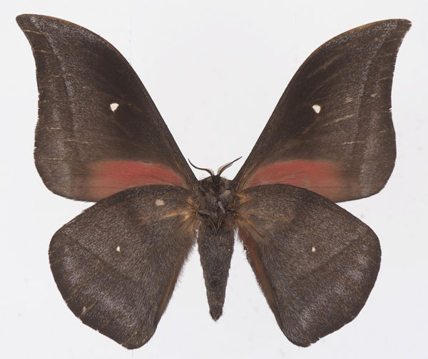 /filer/webapps/moths/media/images/J/jamesoni_Gonimbrasia_AM_Basquinb.jpg