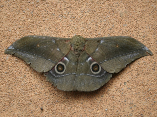 /filer/webapps/moths/media/images/J/jamesoni_Gonimbrasia_A_Hancock.JPG