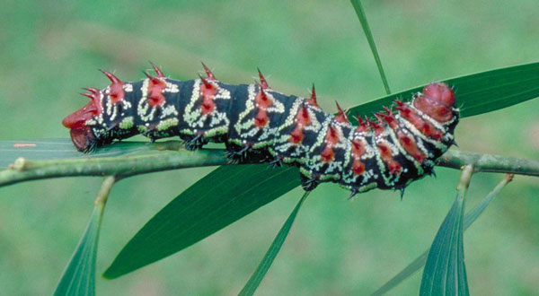 /filer/webapps/moths/media/images/J/jamesoni_Gonimbrasia_C_Latham.jpg
