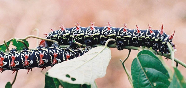 /filer/webapps/moths/media/images/J/jamesoni_Gonimbrasia_C_Latham_02.jpg