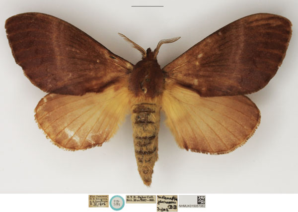 /filer/webapps/moths/media/images/J/jamesoni_Metanastria_STF_NHMUK.jpg