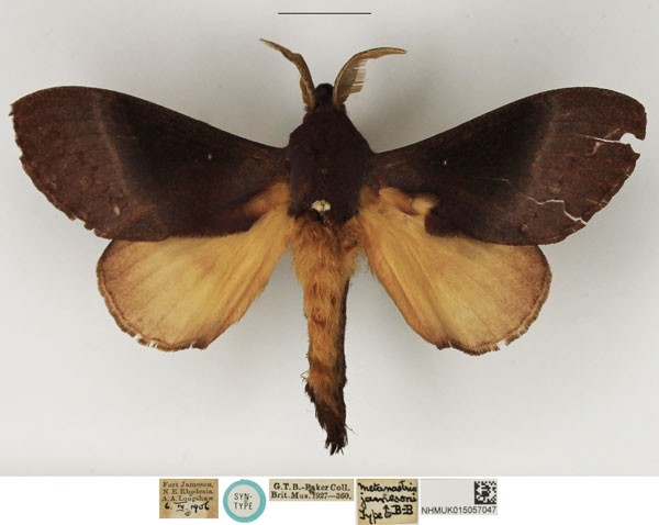 /filer/webapps/moths/media/images/J/jamesoni_Metanastria_STM_NHMUK.jpg