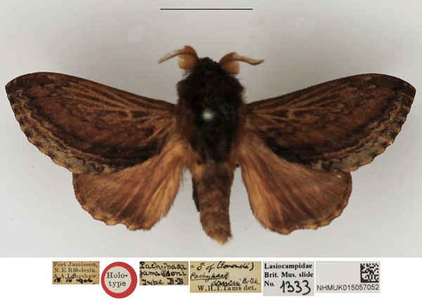 /filer/webapps/moths/media/images/J/jamiesoni_Pachypasa_HT_NHMUK.jpg