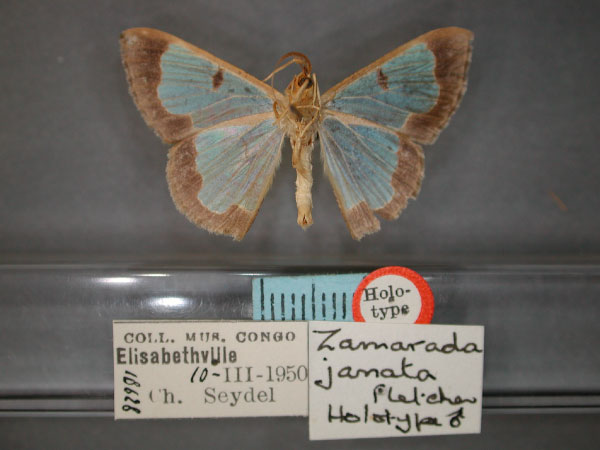 /filer/webapps/moths/media/images/J/janata_Zamarada_HT_RMCA_02.jpg