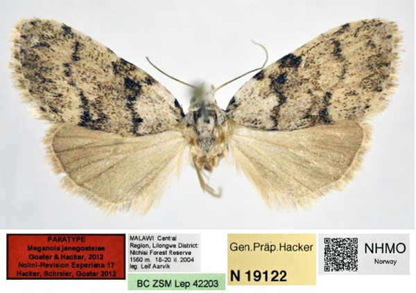 /filer/webapps/moths/media/images/J/janegoaterae_Meganola_PT_NHMO_01.jpg