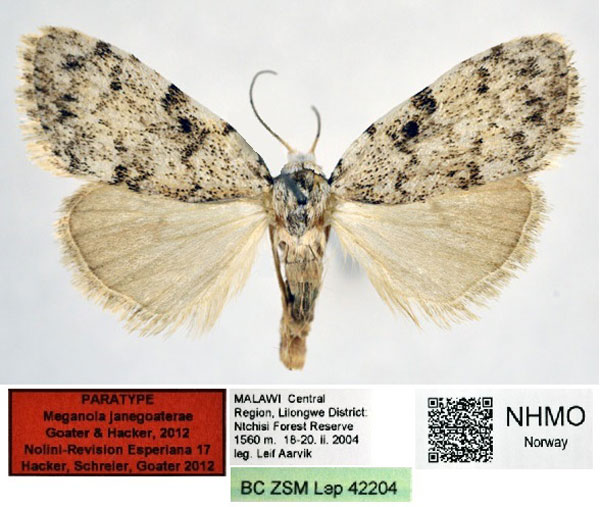/filer/webapps/moths/media/images/J/janegoaterae_Meganola_PT_NHMO_02.jpg