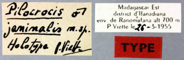 /filer/webapps/moths/media/images/J/janinalis_Pilocrocis_HT_MNHNl.jpg