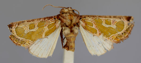 /filer/webapps/moths/media/images/J/janmoullei_Compsotata_HT_RMCA_01.jpg