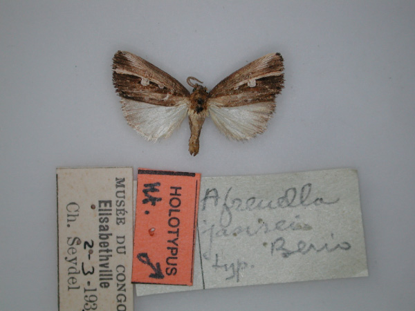 /filer/webapps/moths/media/images/J/jansei_Afrenella_HT_RMCA_01.jpg