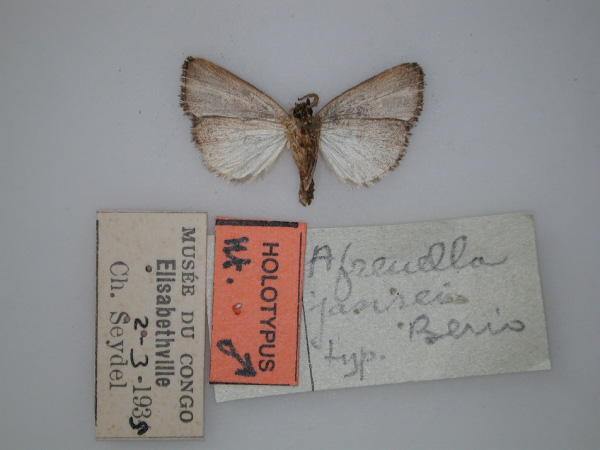 /filer/webapps/moths/media/images/J/jansei_Afrenella_HT_RMCA_02.jpg
